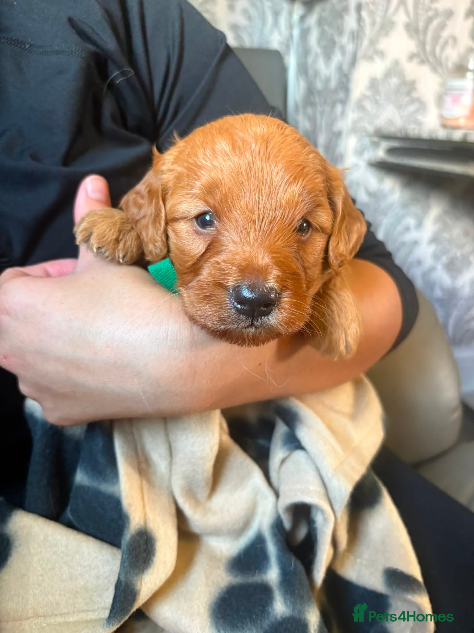Mini Goldendoodle dogs Golden miniature doodles  - Advert 2