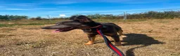 Mixed Breed dogs for adoption: Sheena - Stowmarket Suffolk  in Stowmarket - Advert 3
