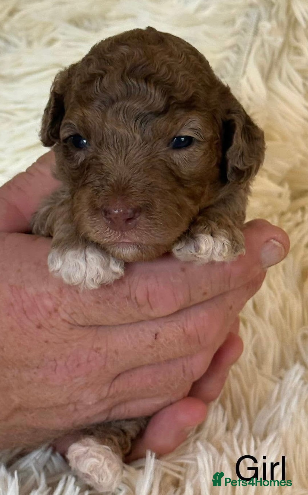 Cockapoo dogs for sale: Beautiful Merle cockapoo puppies ready 19th August - Image 3