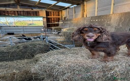 Cocker Spaniel dogs for stud: Working Cocker spaniel at stud - Advert 2