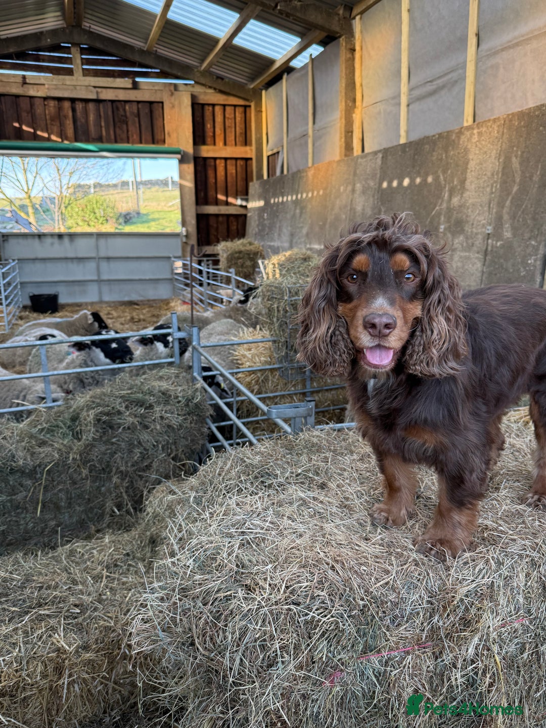 Cocker Spaniel dogs for stud: Working Cocker spaniel at stud - Advert 2