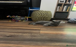 Brazilian Shorthair cats for sale: Last 2 BSH BOYS GCCF registered !!! - Image 2