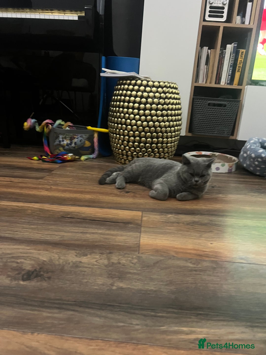 Brazilian Shorthair cats for sale: Last 2 BSH BOYS GCCF registered !!! - Image 2