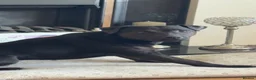 Mixed Breed dogs for sale: Patterdale terror  in Durham - Advert 5
