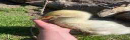 Geese poultry for sale: Stunning hand reared friendly Embden Gander - Advert 4