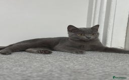 Scottish Fold cats for sale: Two straight gorgeous Boys 🐾 - Image 1