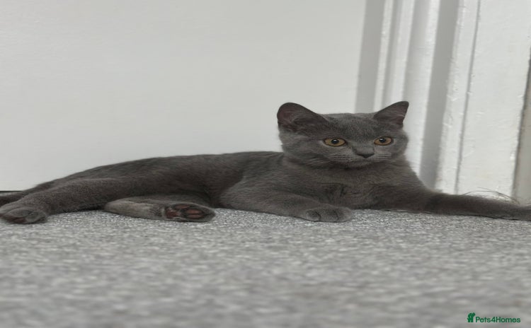 Scottish Fold cats - Advert 4