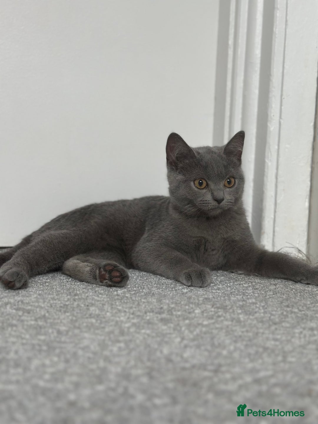 Scottish Fold cats for sale: Two straight gorgeous Boys 🐾 - Image 1
