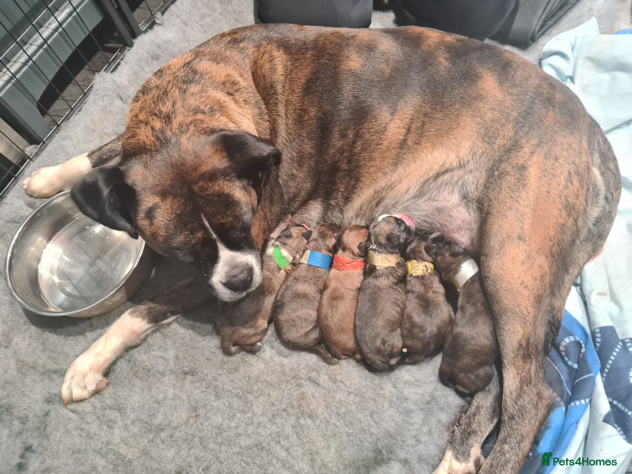 Boxer dogs Beautiful Pedigree Boxer Pups - Advert 6