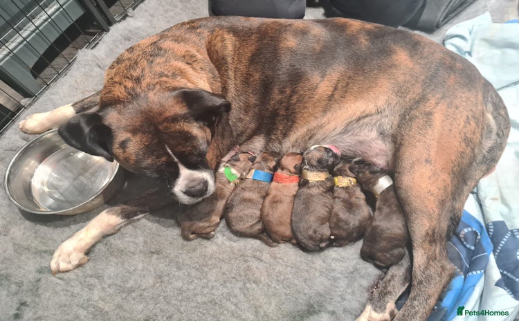 Boxer dogs Beautiful Pedigree Boxer Pups - Advert 9