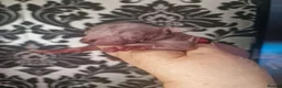 Mexican Hairless dogs for sale: Mini size litter 2 naked boys 1 coated. - Advert 1