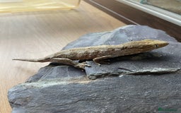 Gecko reptiles for sale: Female Pine Island Leachianus Gecko for sale - Image 4