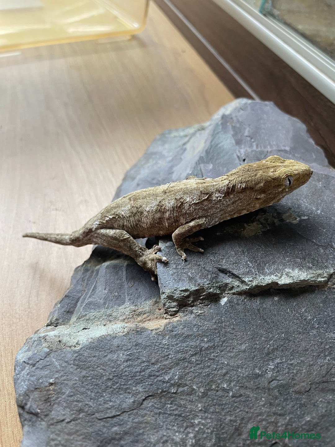 Gecko reptiles for sale: Female Pine Island Leachianus Gecko for sale - Image 4
