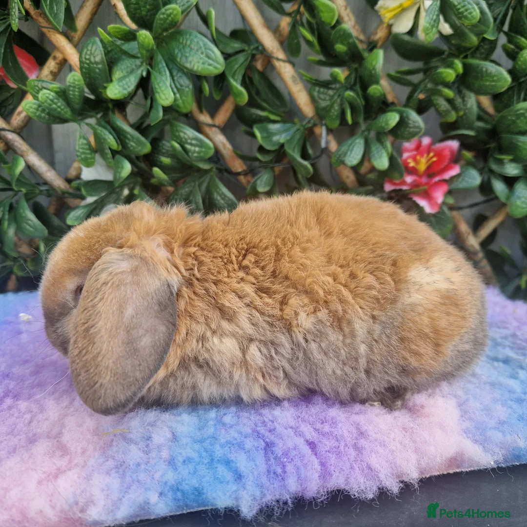 Mini Lop rabbits for sale: Last miniature plush lop baby buck!!! - Advert 2