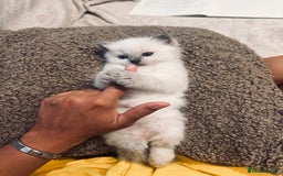Ragdoll cats for sale: Ragdoll kittens  - Image 10
