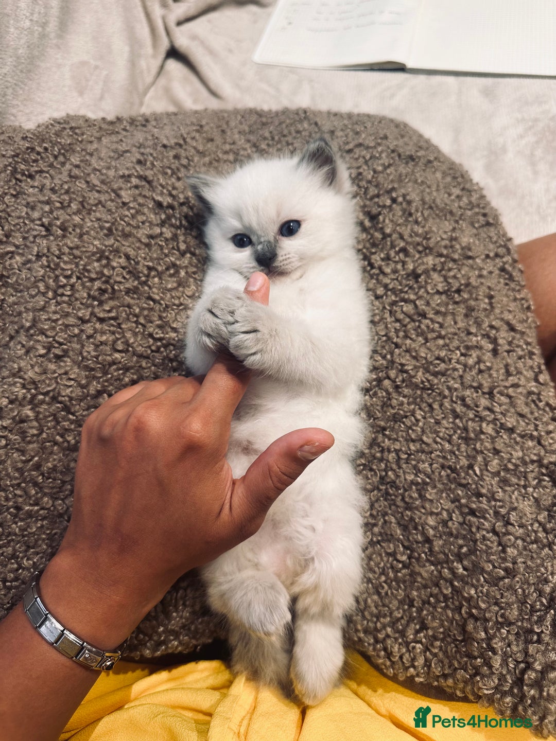 Ragdoll cats for sale: Ragdoll kittens  - Image 10