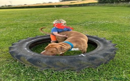 Cane Corso dogs for sale: Cane Corso - Home needed asap - video added - Image 12