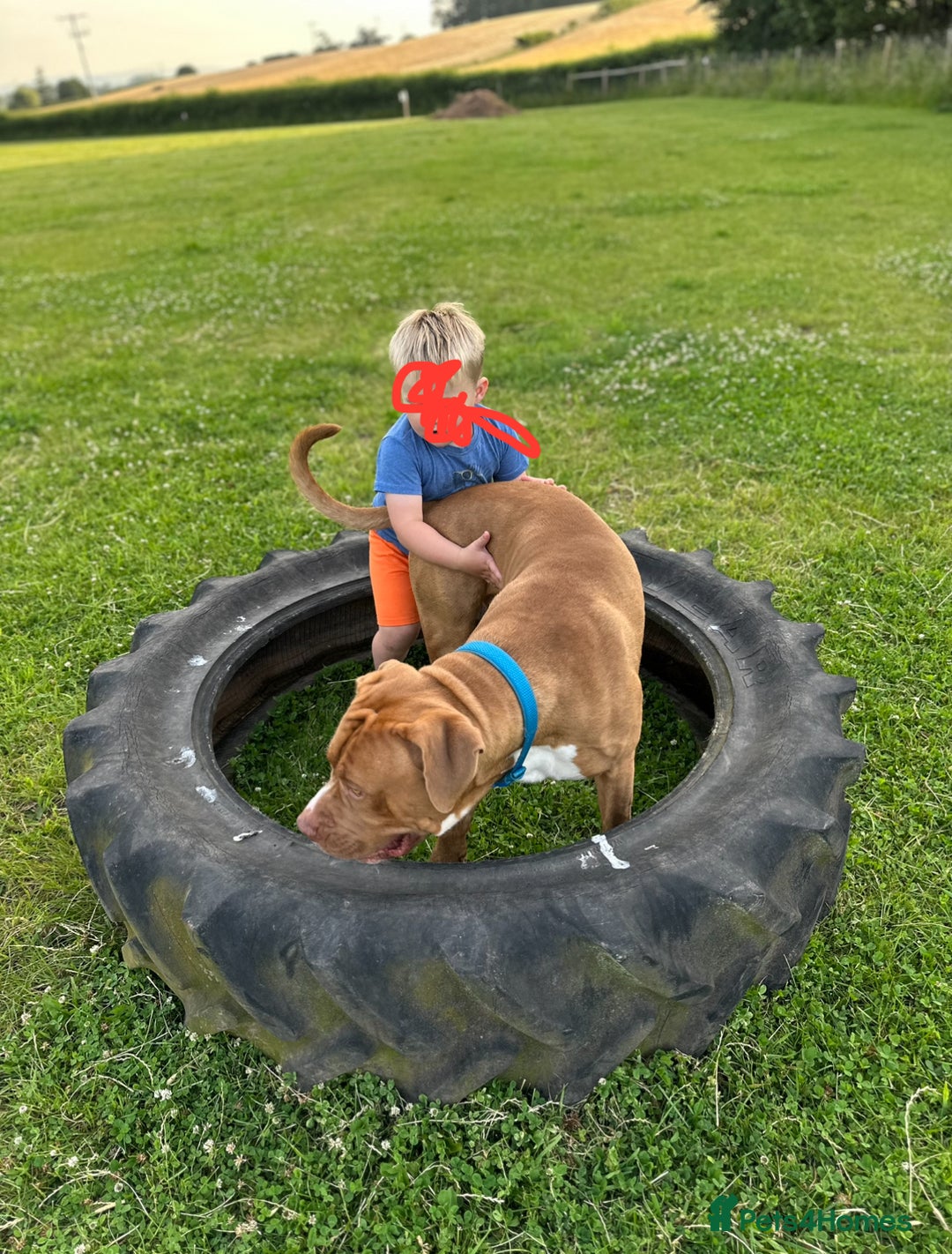 Cane Corso dogs for sale: Cane Corso - Home needed asap - video added - Image 12