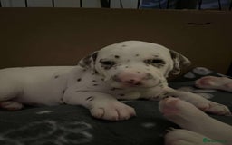 Dalmatian dogs for sale: Beautiful Dalmatian Puppies - Image 10