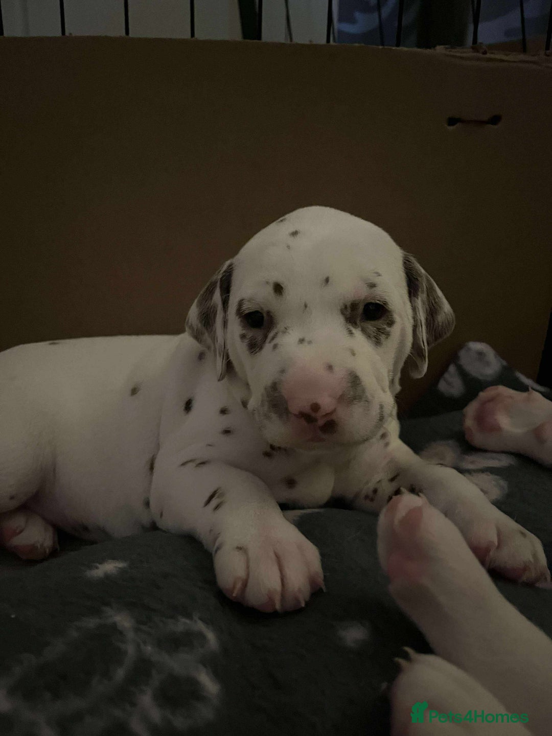 Dalmatian dogs for sale: Beautiful Dalmatian Puppies - Image 10
