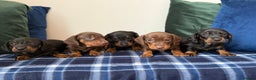 Miniature Dachshund dogs for sale: 🌸Stunning minature smooth haired dachshund🌸 - Advert 11