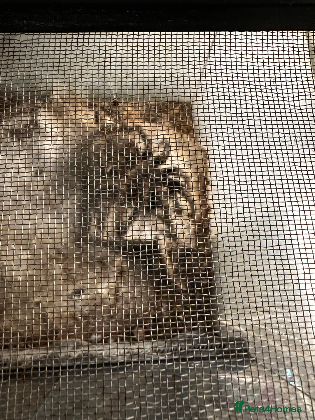 Tarantulas invertebrates for sale: Brazilian salmon pink bird eater  - Advert 4