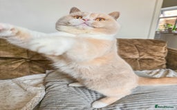British Shorthair cats for sale: Retired fawn tortie + white British Shorthair  - Image 5