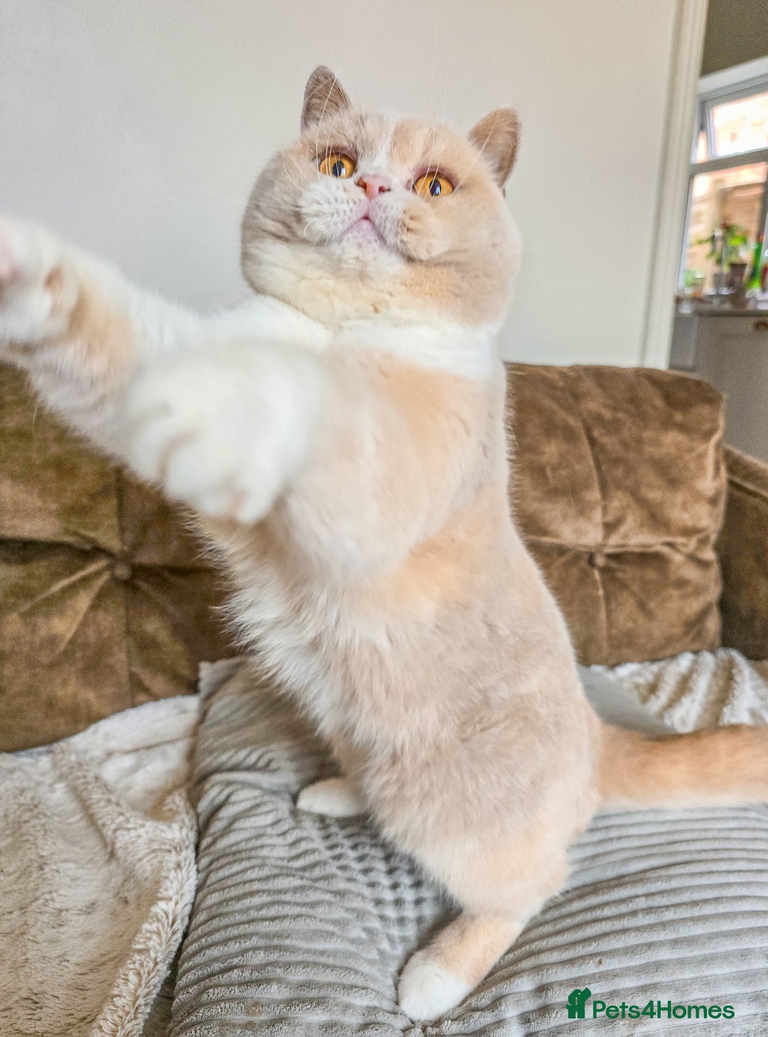 British Shorthair cats for sale: Retired fawn tortie + white British Shorthair  - Image 5