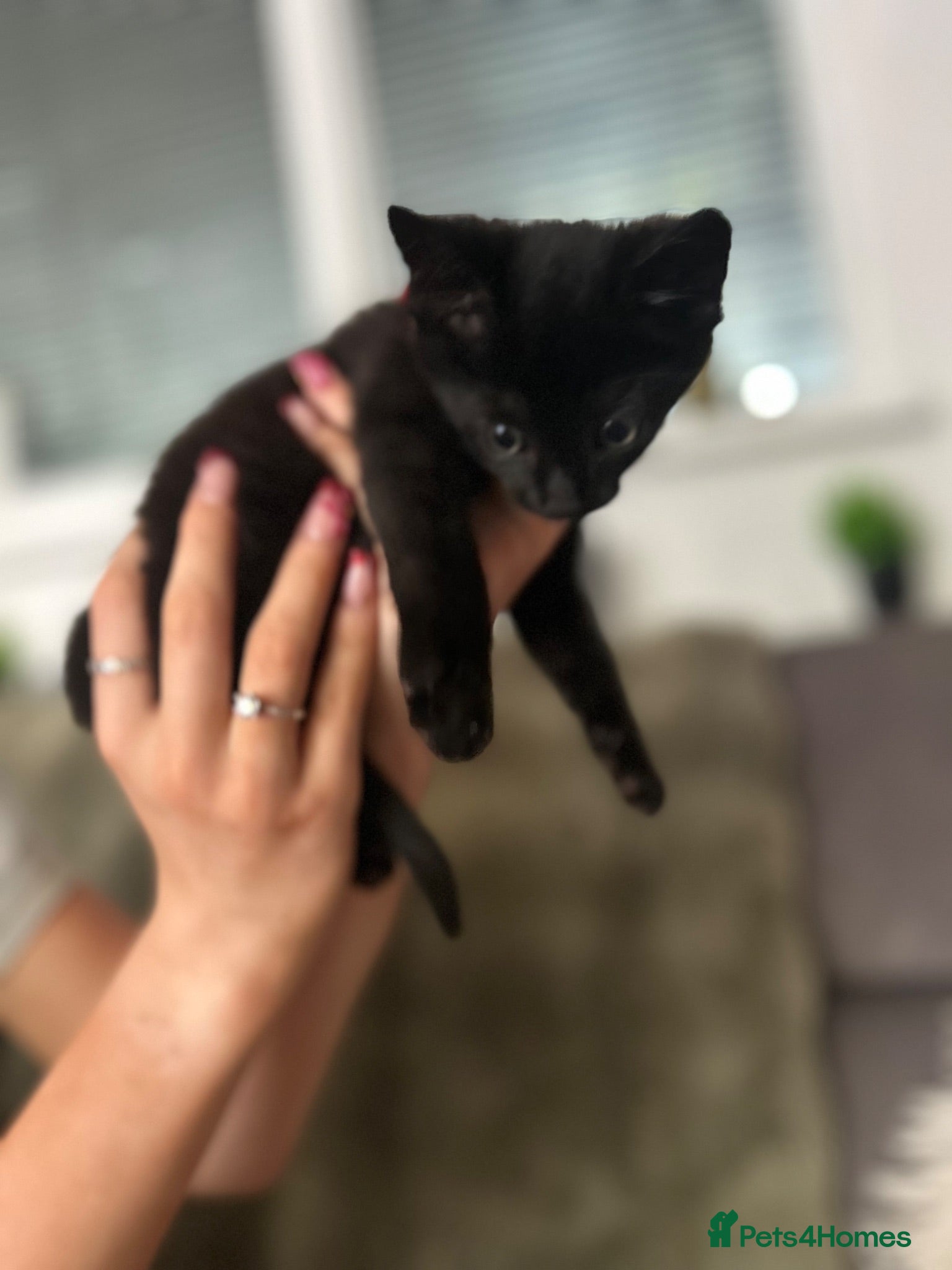British Shorthair cats Lovely little kitten in need of a good home - Advert 13
