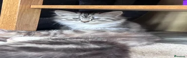 Siberian Kitten 4