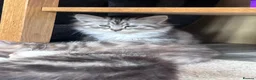 Siberian cats for sale: Beautiful Siberian cross kittens  - Advert 17