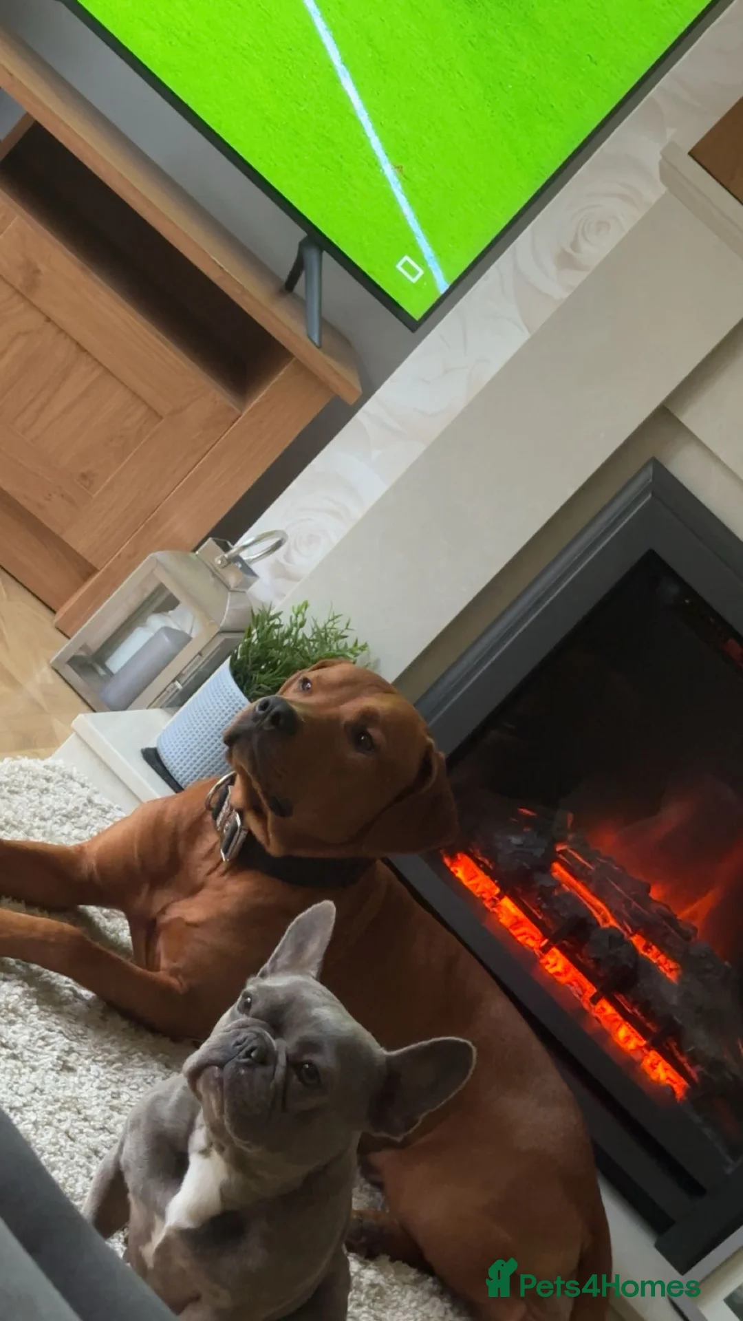 Mixed Breed dogs for sale: Doberman and Doberman x staffy  - Advert 14