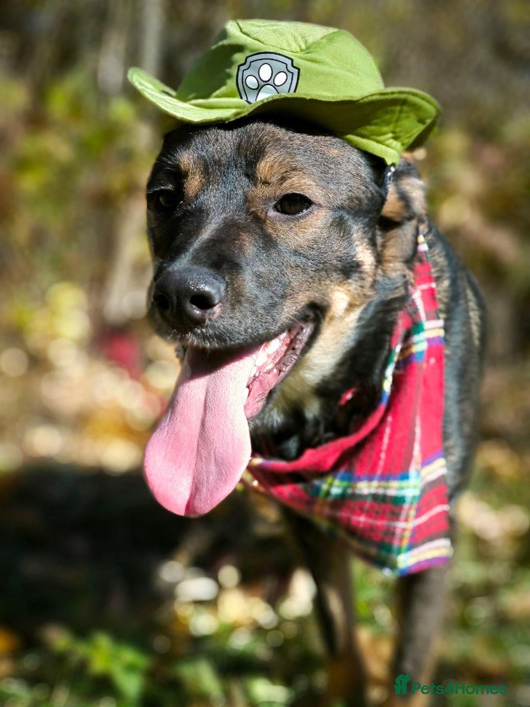 Mixed Breed dogs for adoption: 💙🐶 KOKOS 🐶💙 - Advert 7