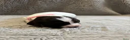 English Springer Spaniel dogs for sale: Beautiful Springer Spaniel Puppies  in Swadlincote - Advert 6