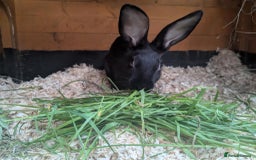 English rabbits for sale: Yurvac vaccinated purebred baby English rabbit! - Image 7