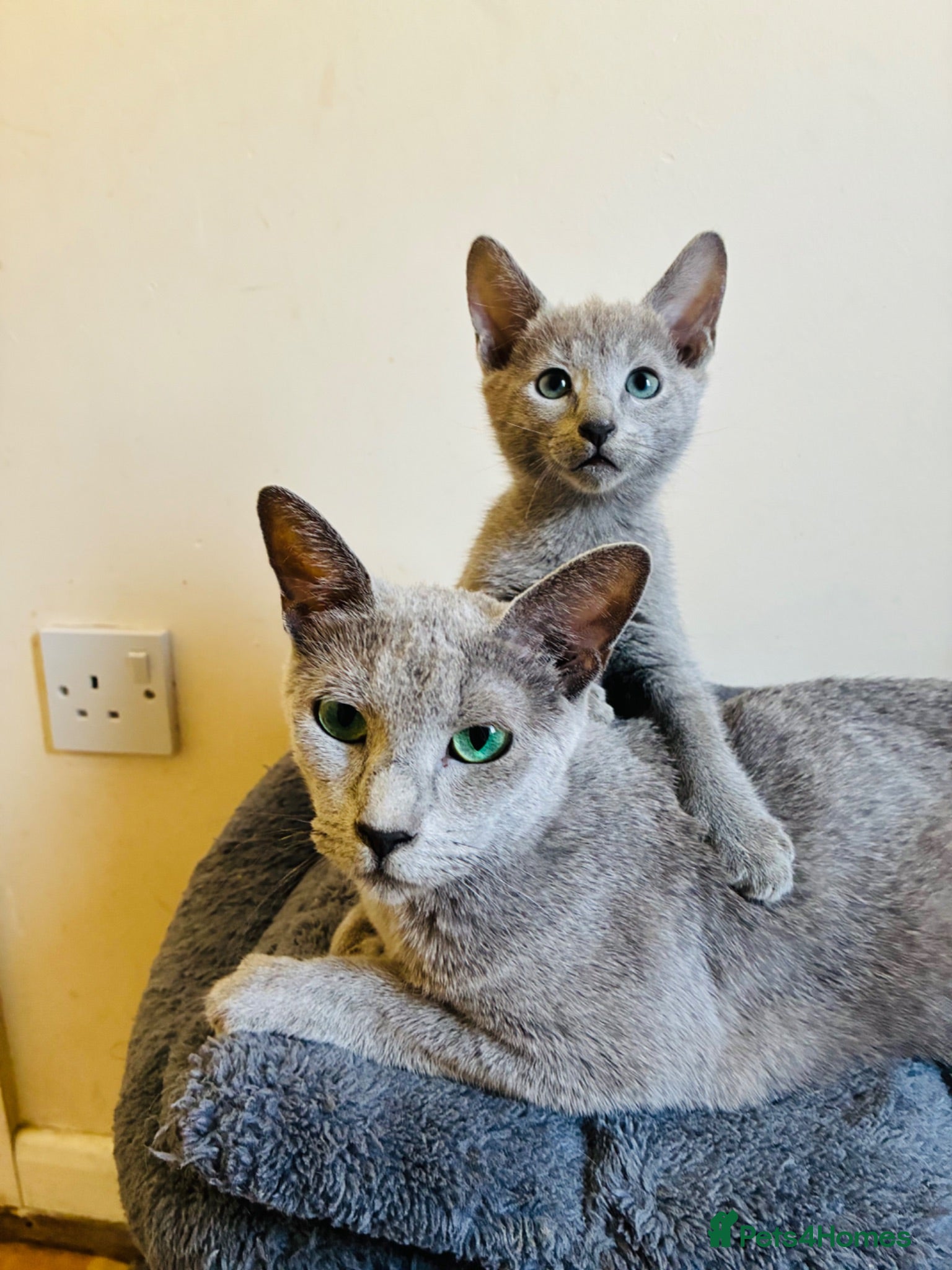 Russian Blue cats for sale: TICA 5* Pedigree Russian blue kittens - Advert 1