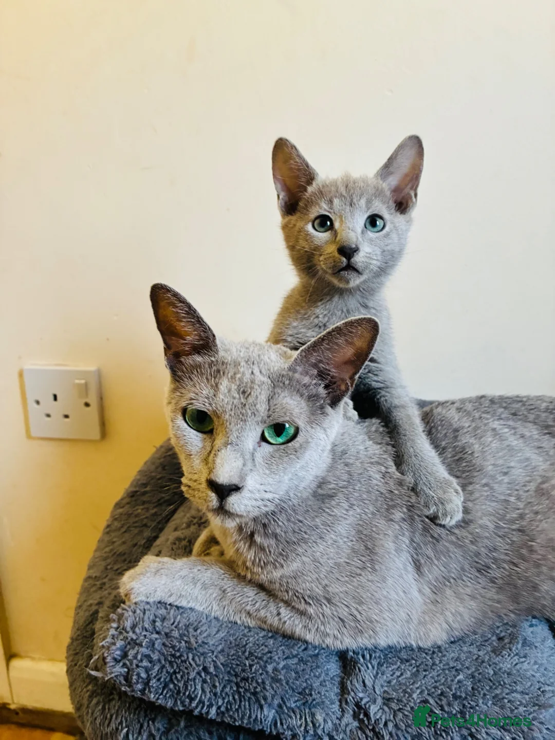 Russian Blue cats for sale: TICA 5* Pedigree Russian blue kittens - Advert 1