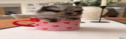 Pomeranian dogs for sale: Very small pomeranians Merle black and white pups - Advert 14