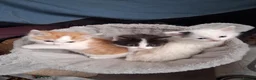 Mixed Breed cats for sale: Gorgeous  long haired kittens - Advert 3