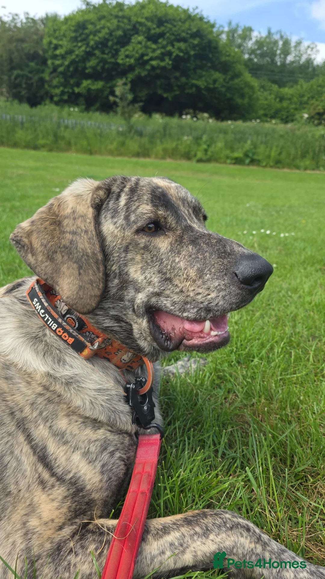 Mixed Breed dogs for sale: This is max  in Doncaster - Advert 2
