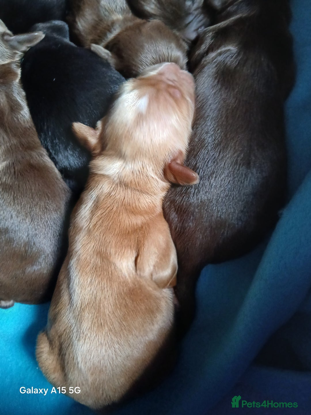 Cocker Spaniel dogs for sale:  Cocker spaniel puppies  - Image 2