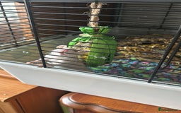 Rat rodents for sale: 2 female rats - Image 3