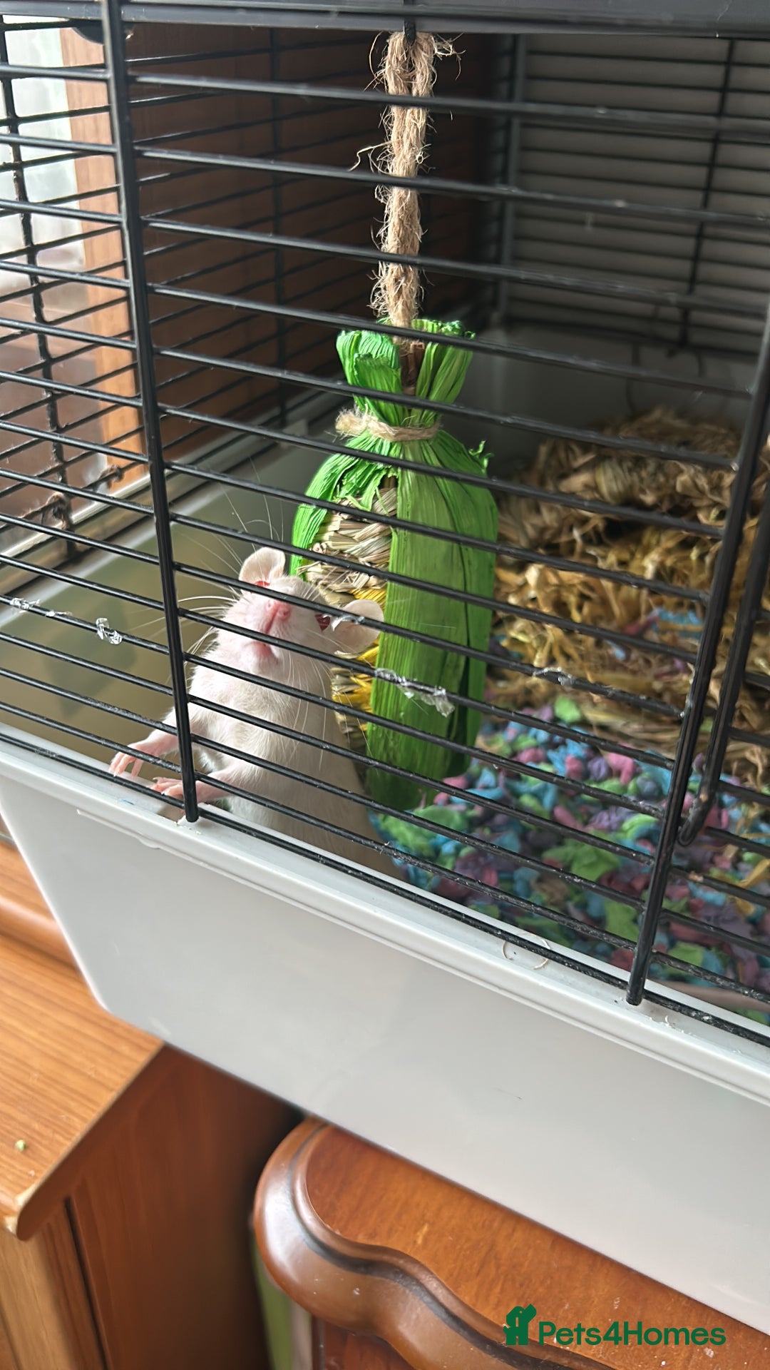 Rat rodents for sale: 2 female rats - Image 3