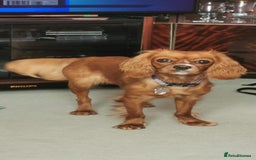 Cavalier King Charles Spaniel dogs for sale: 15 Month Old Ruby Cavalier King Charles Spaniel - Image 2