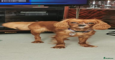 Cavalier King Charles Spaniel dogs - Advert 2