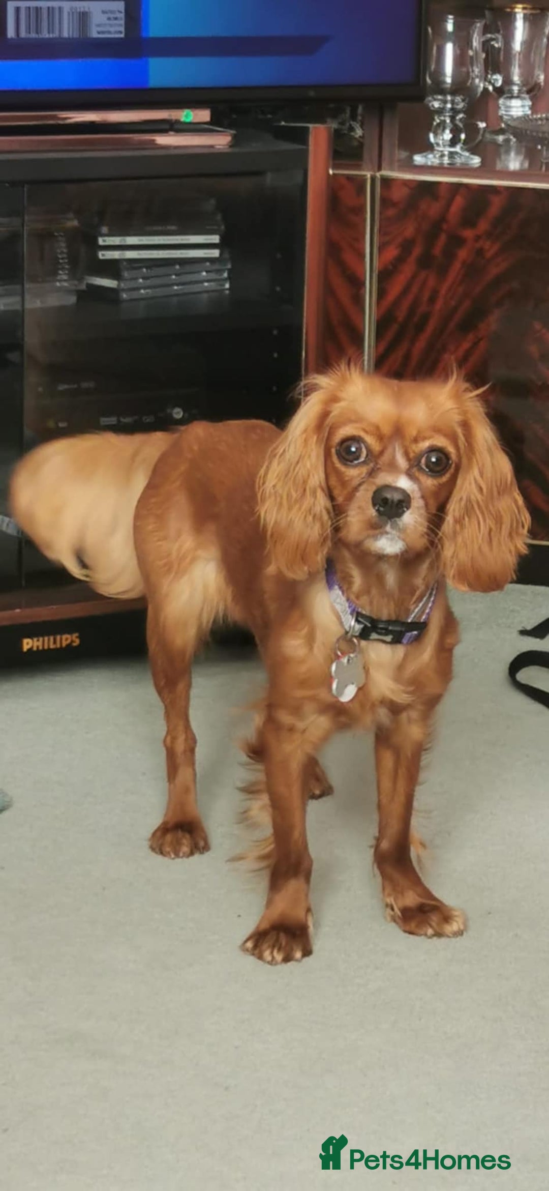 Cavalier King Charles Spaniel dogs for sale: 15 Month Old Ruby Cavalier King Charles Spaniel - Image 2