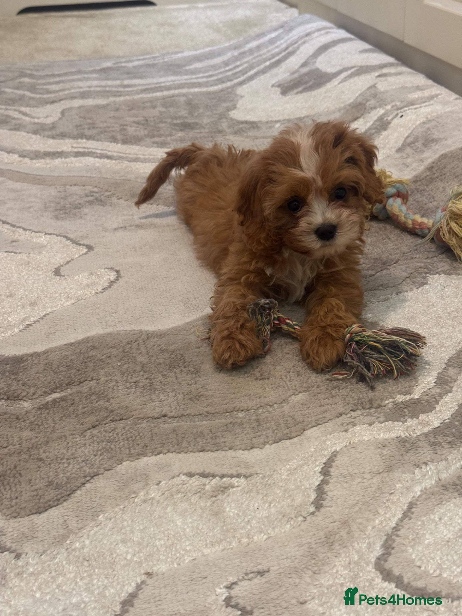 Cavapoo dogs Stunning F1 toy cavapoos  - Advert 1