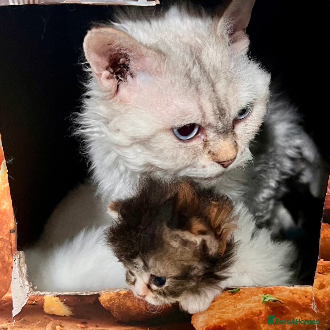 Selkirk Rex cats for sale: Stunning Selkirk rex kittens - Advert 29