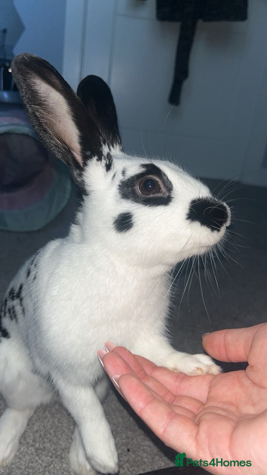 English Spot rabbits English x Dutch rabbit for sale  - Advert 4