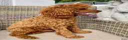 Toy Poodle dogs for stud: TED KC REG/hEALTH CHECKED STUD - Advert 10